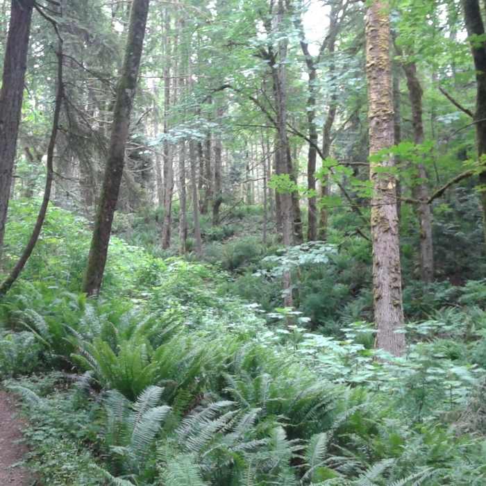 Near Quarry Trail