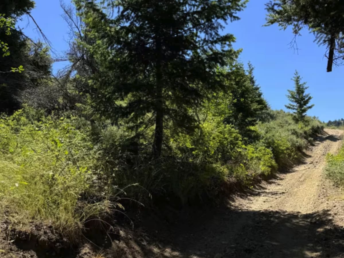 Virginia Gulch - FS 7037 photo 4