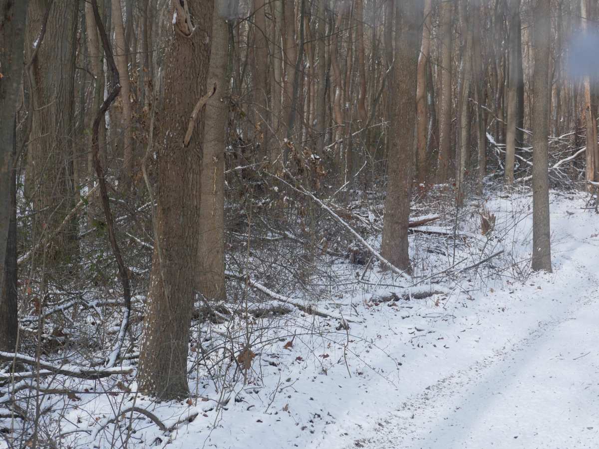 Trail 17 Lower photo 4