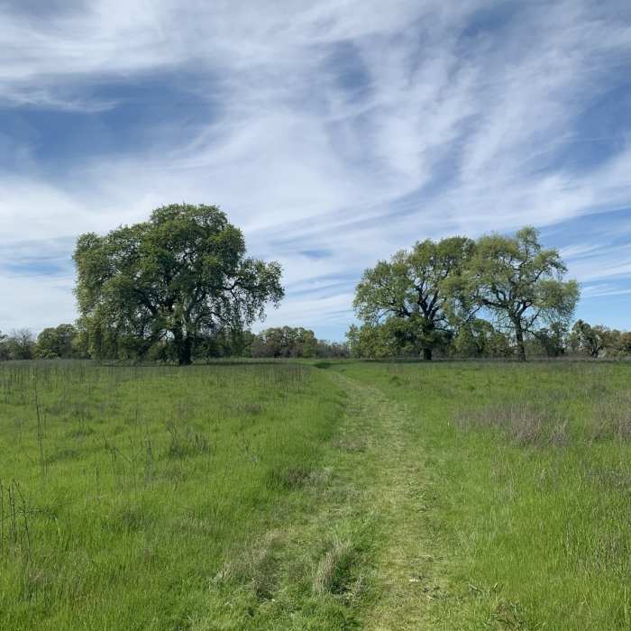 Near Cosumnes Nature Loop