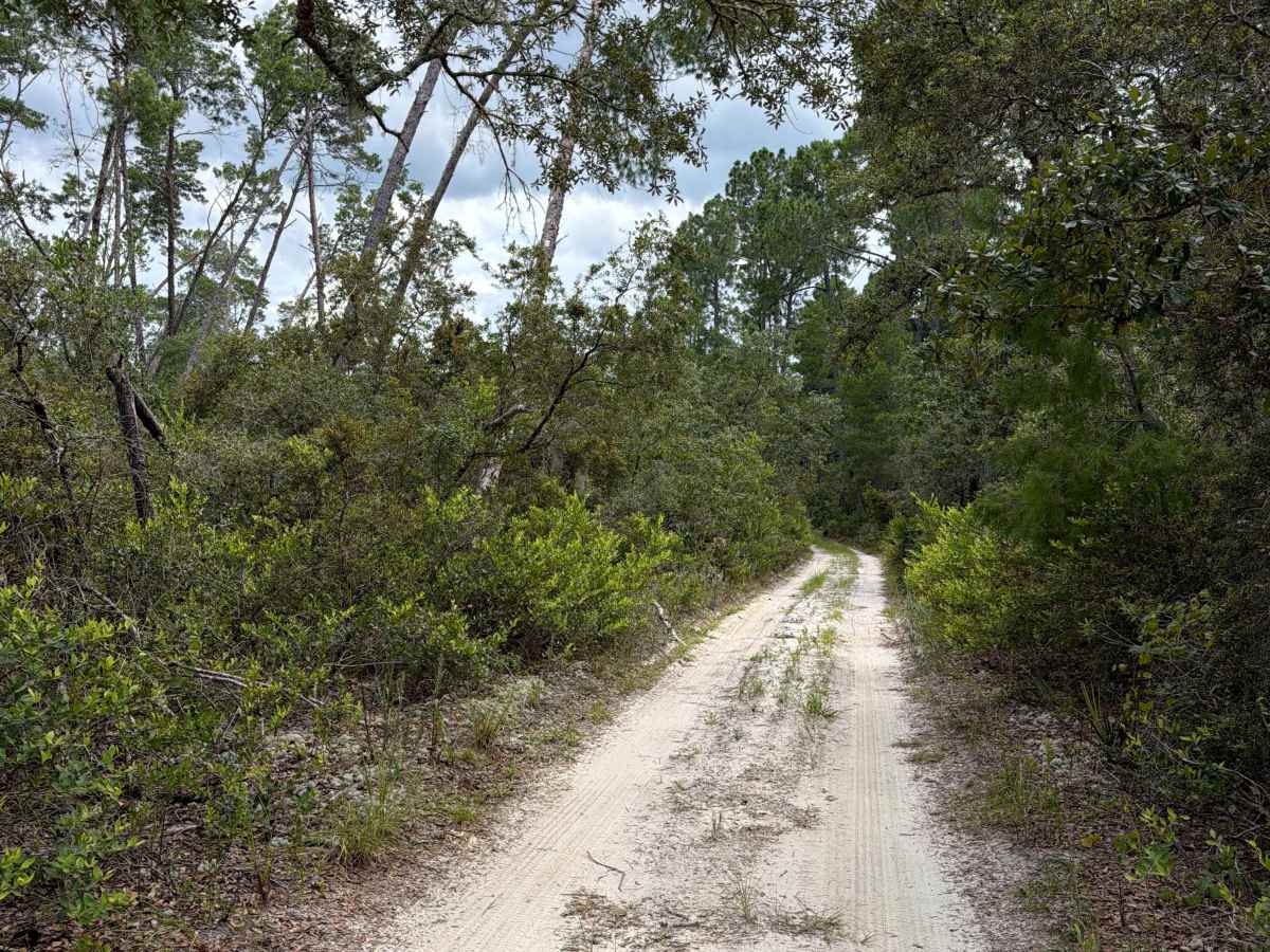 North Grasshopper Lake Trail photo 5