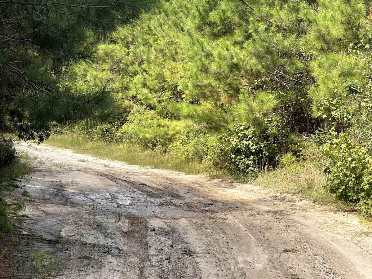 Briar Patch Road photo 2