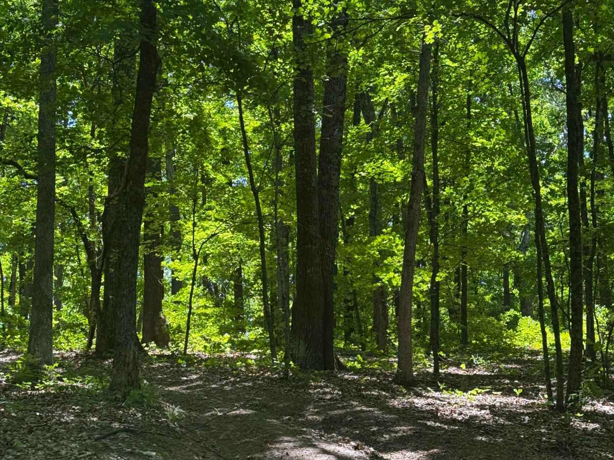 North Cut trail photo