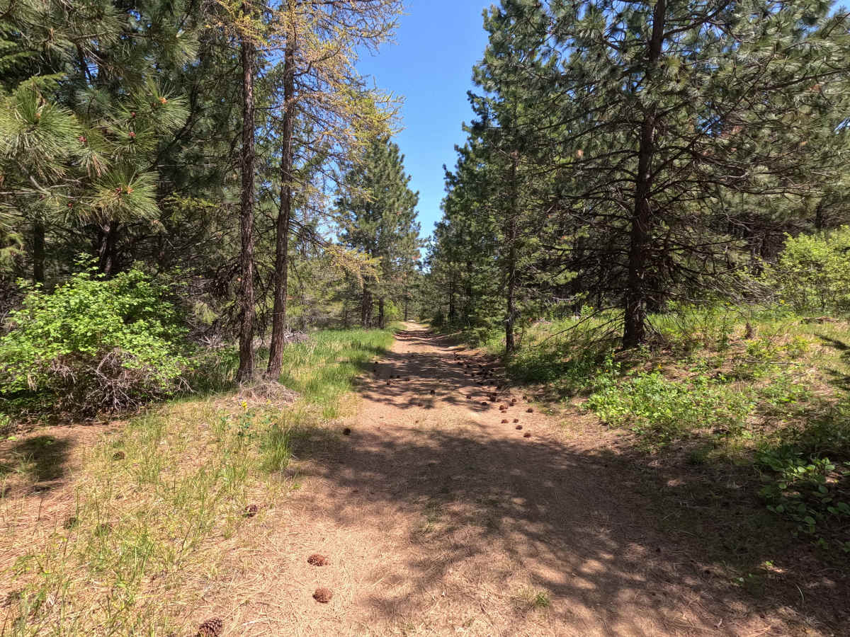 Hawk Eye - Trail 206 photo 4