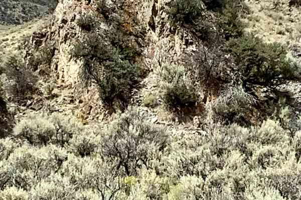 Deer Basin Trail