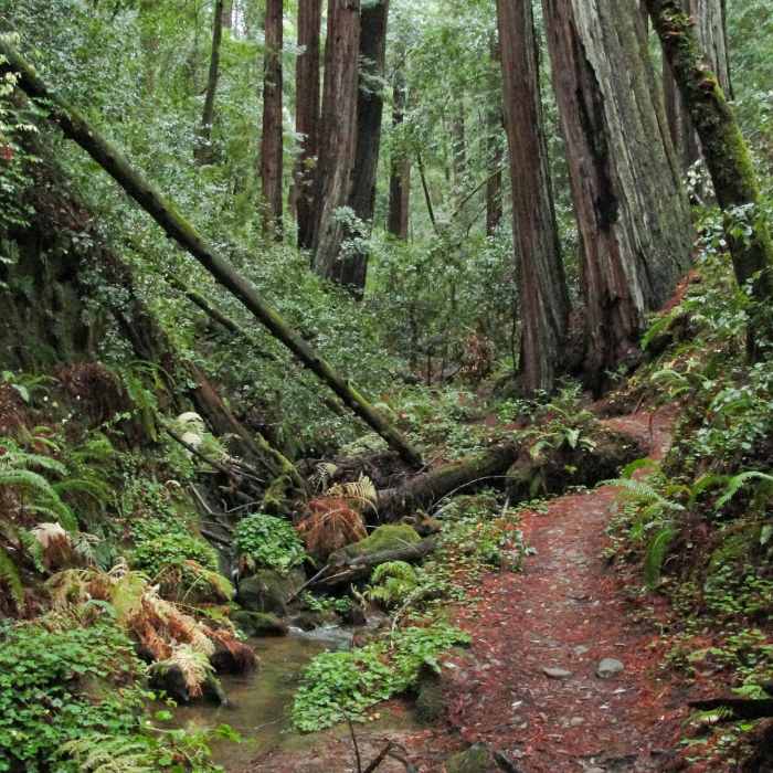 Near Berry Creek Falls Trail