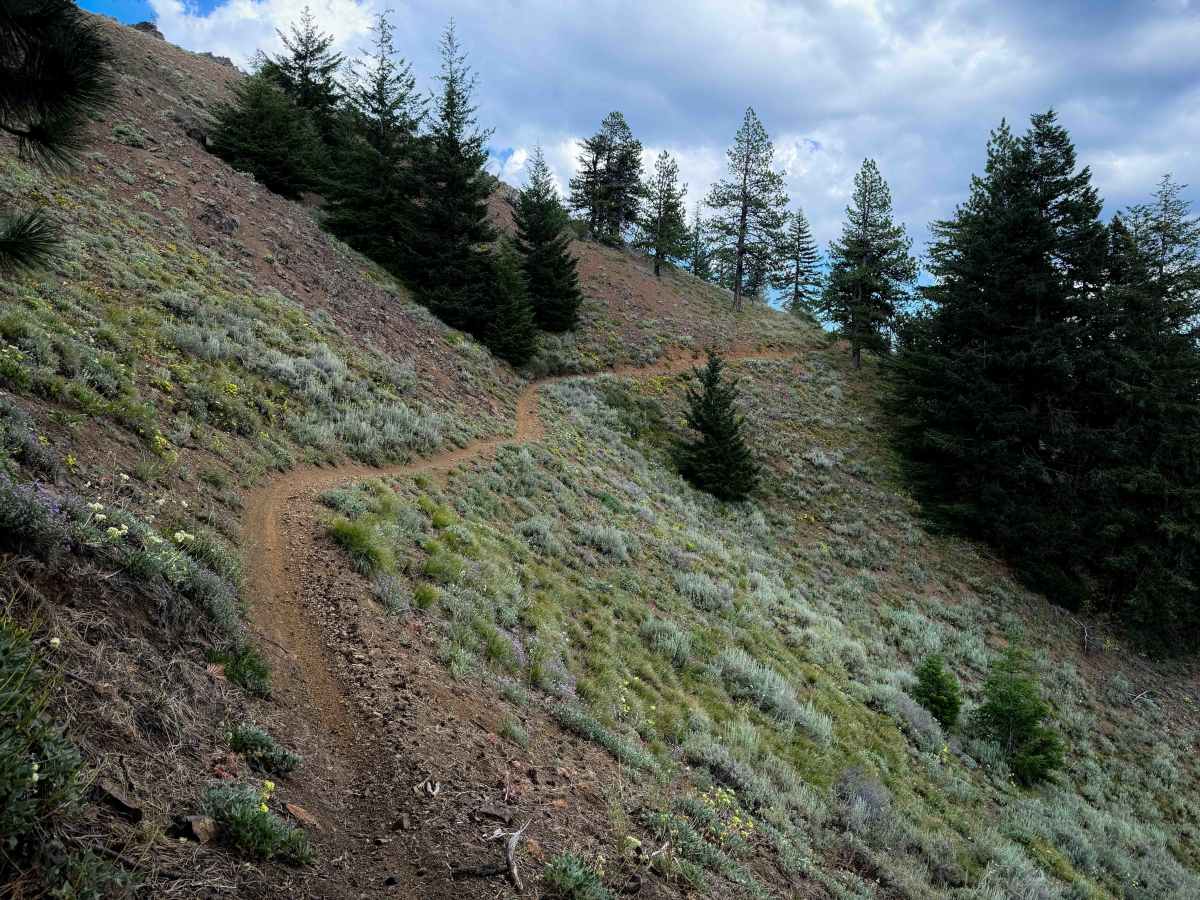 Taneum Ridge - FS 1363 trail photo