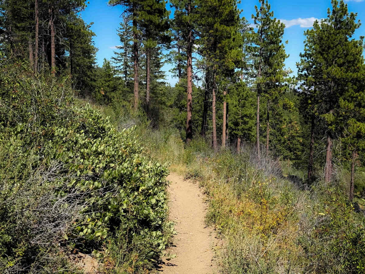 Beehive Trail 1202  photo 6
