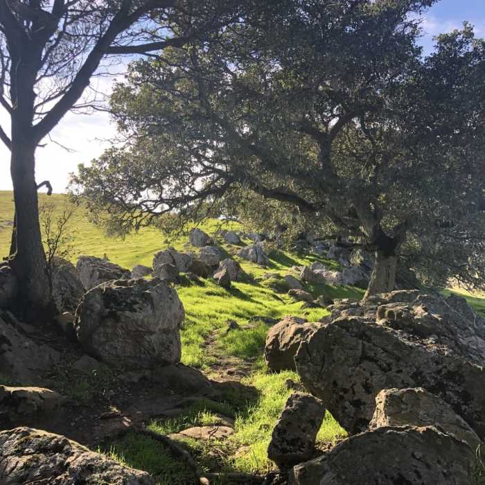 Near Bay Area Ridge Trail: Lynch Canyon Open Space