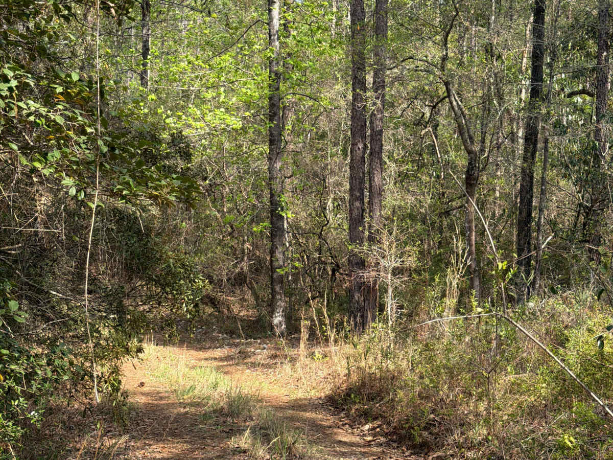 Mashourn Forks Road photo 6