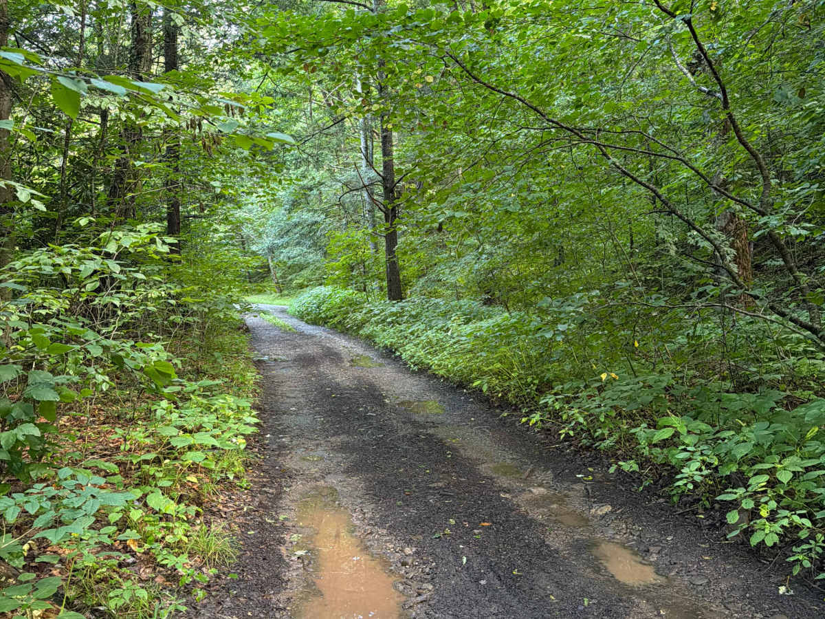 Hills Creek Road photo 5