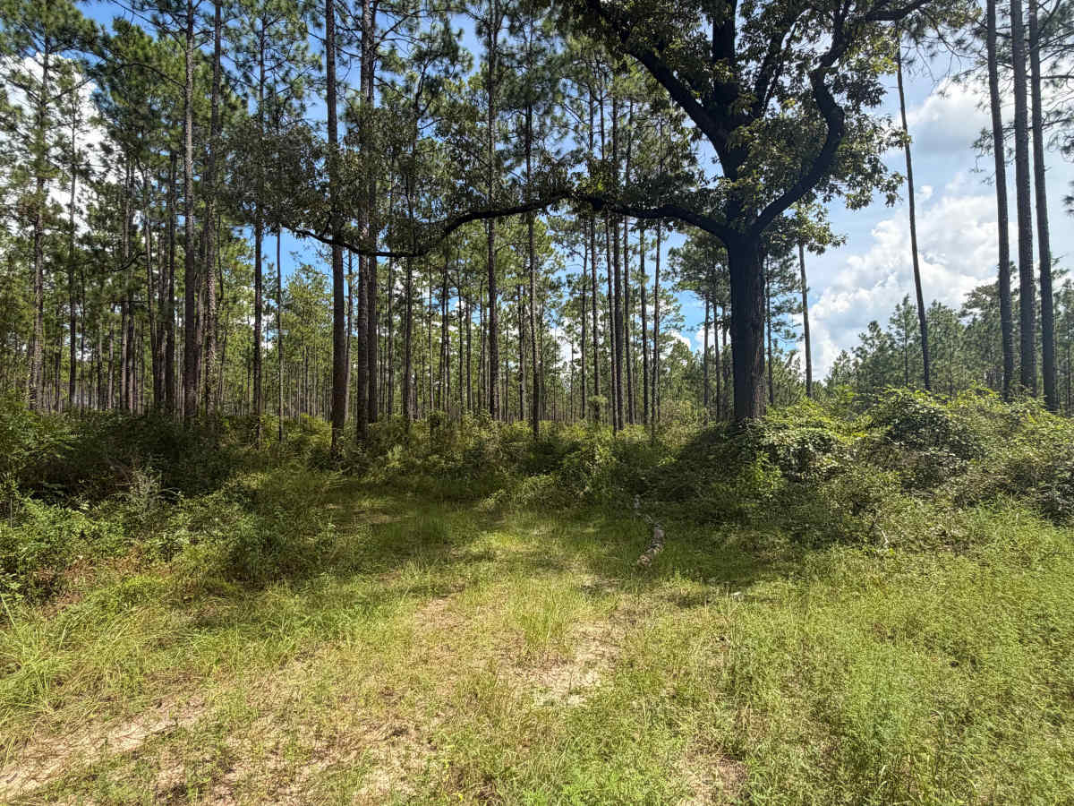 Blackwater River R81 photo 2