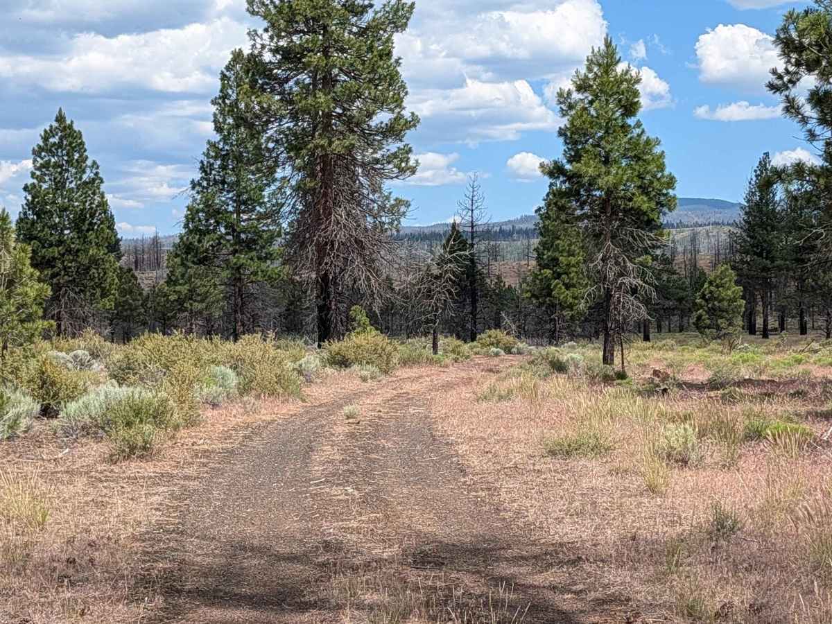 Kopi North - FS 45N14Y trail photo