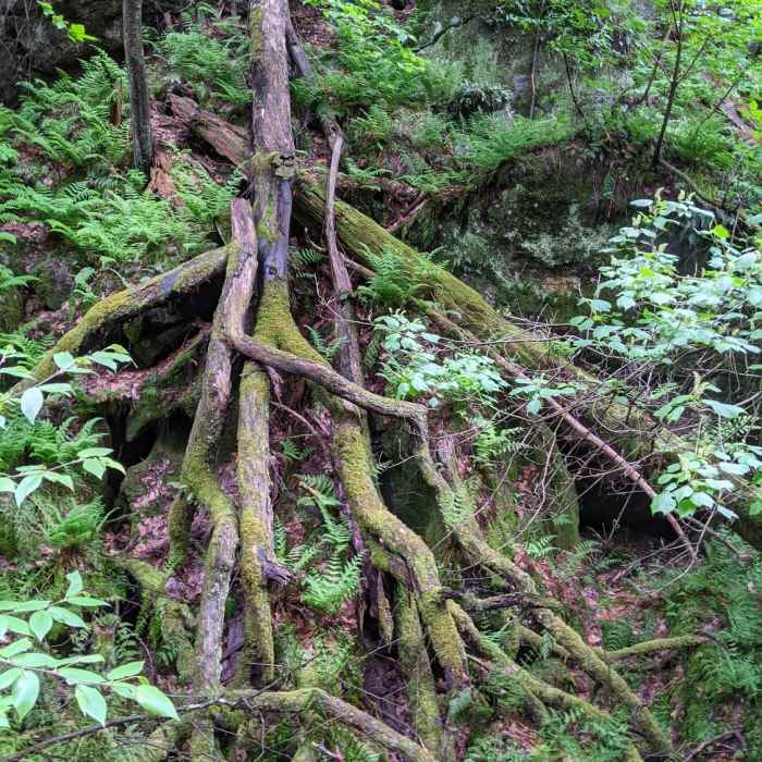 Near Ice Glen Trail