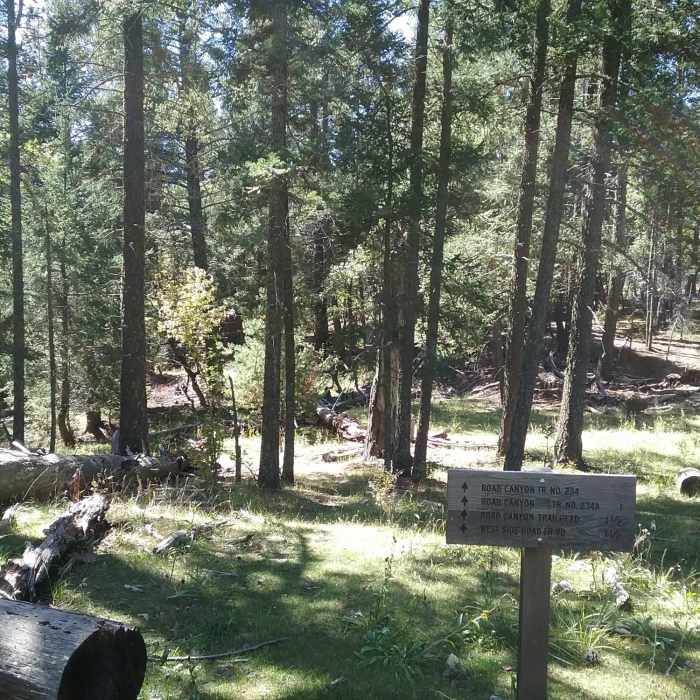 Near Road Canyon Trail (T234)