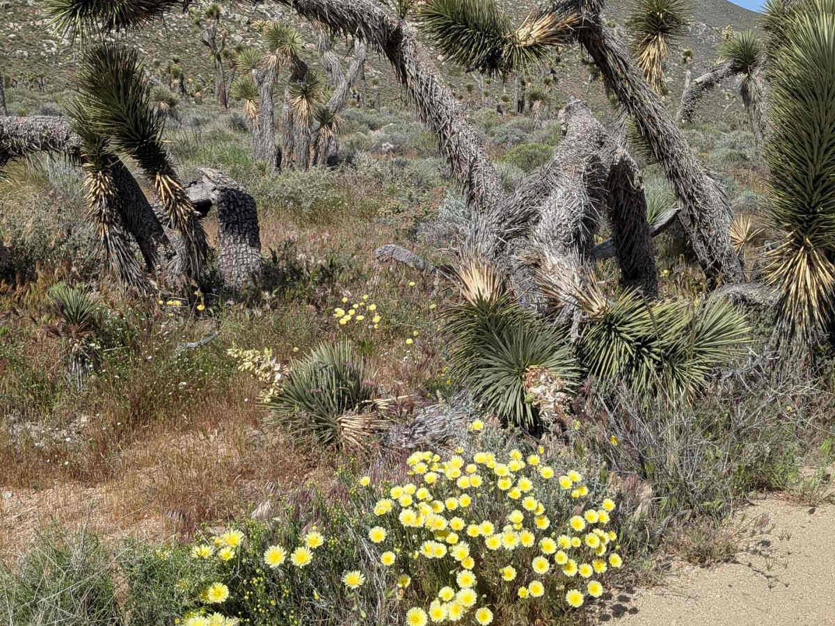 Sage Canyon Road BLM SC56 photo 3