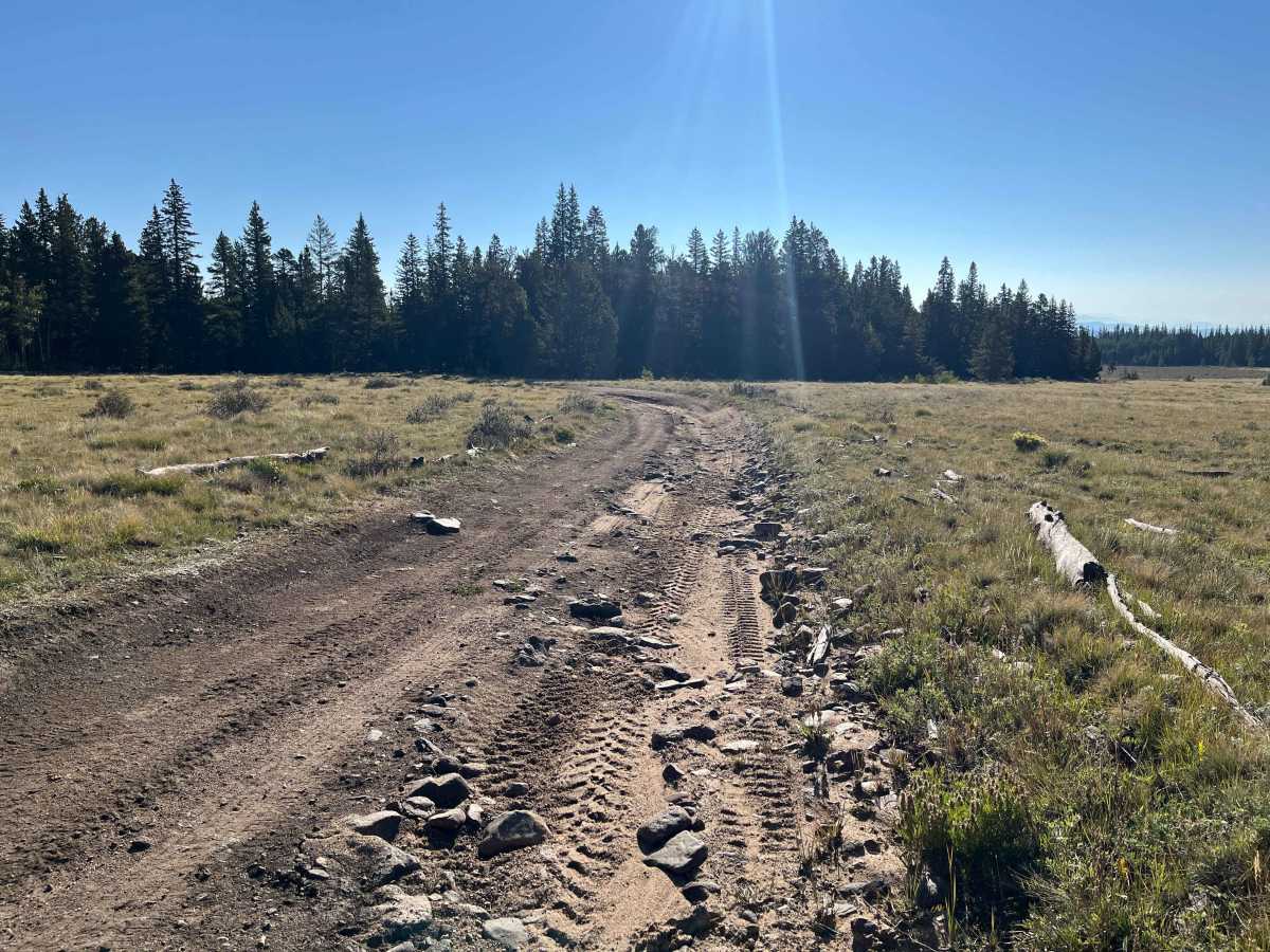 Dog Hair Road photo 3