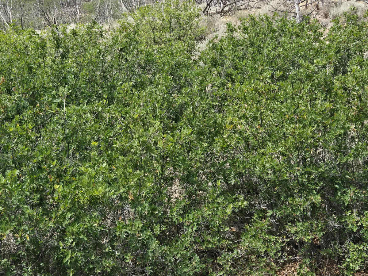 Rugged Wash Trail - FS 41120 photo 3