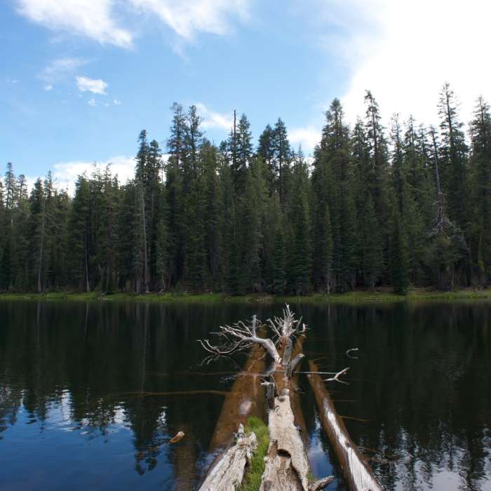 Trees in the lake. Near Lukens Lake
