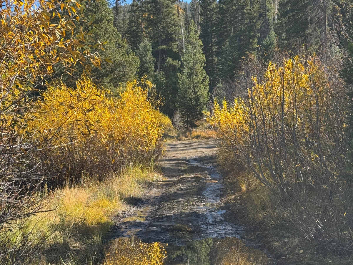 FS 511 trail photo