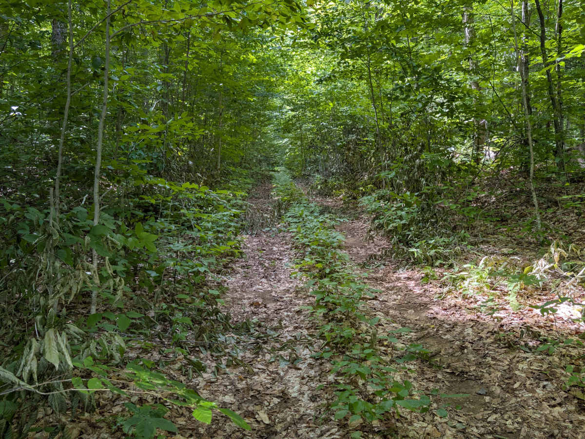 Grass River Trail photo 5