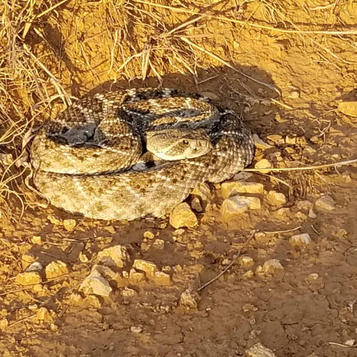 Namesake of the Rattlesnake Canyon Trail: crotalus atrox. Near Rattlesnake Canyon Loop