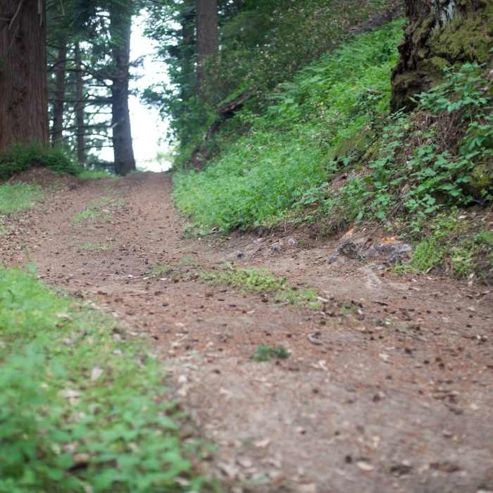 Near Redwood Springs Trail