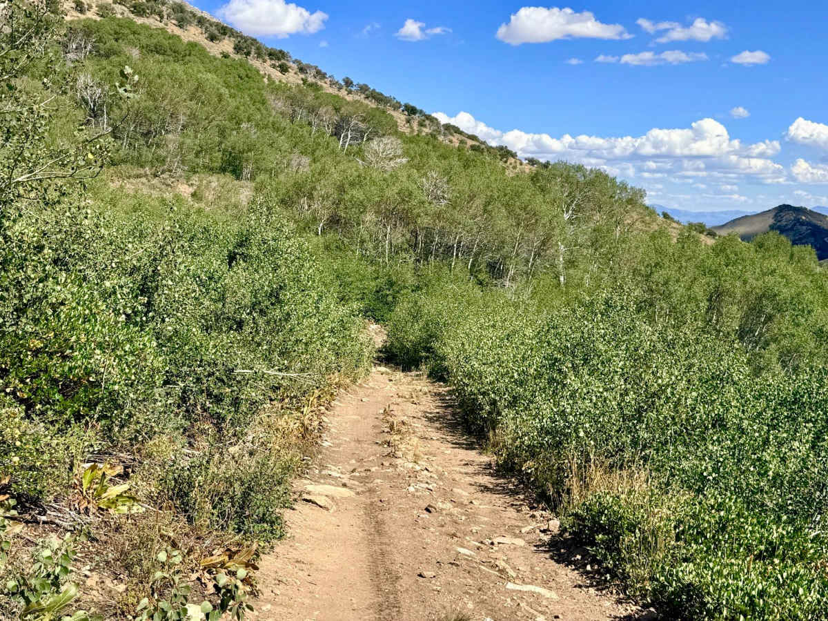 Green 1 Trail - FS 17713 photo 4