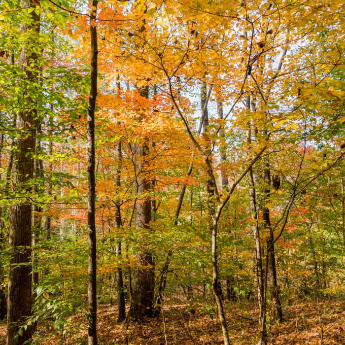 Near Gold Branch Trail Near Gold Branch Trail