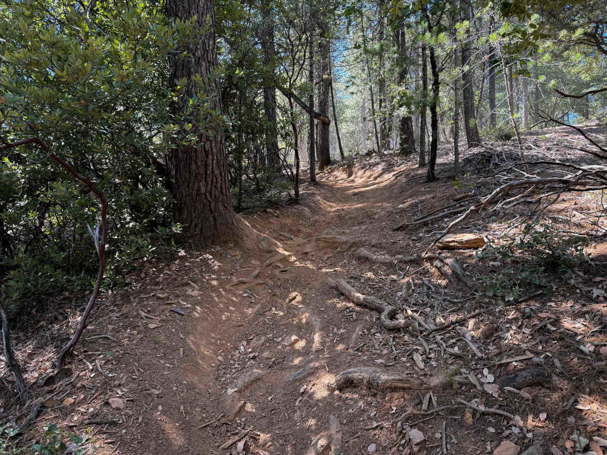 Trail 5-2 (11E29)  trail photo