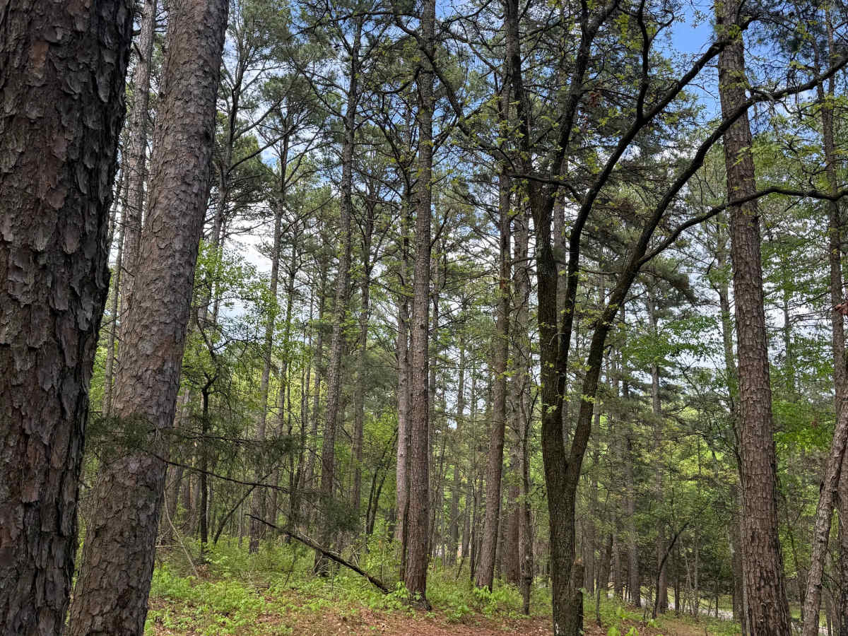 Boney Mountain Trail photo 5