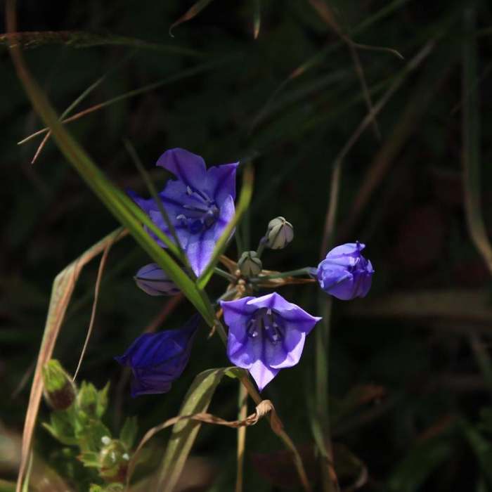 Near Gray Whale Cove Trail