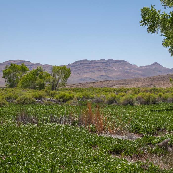 Near Middle Marsh Dike Trail Near Middle Marsh Dike Trail