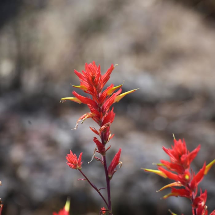Near Crack In The Ground