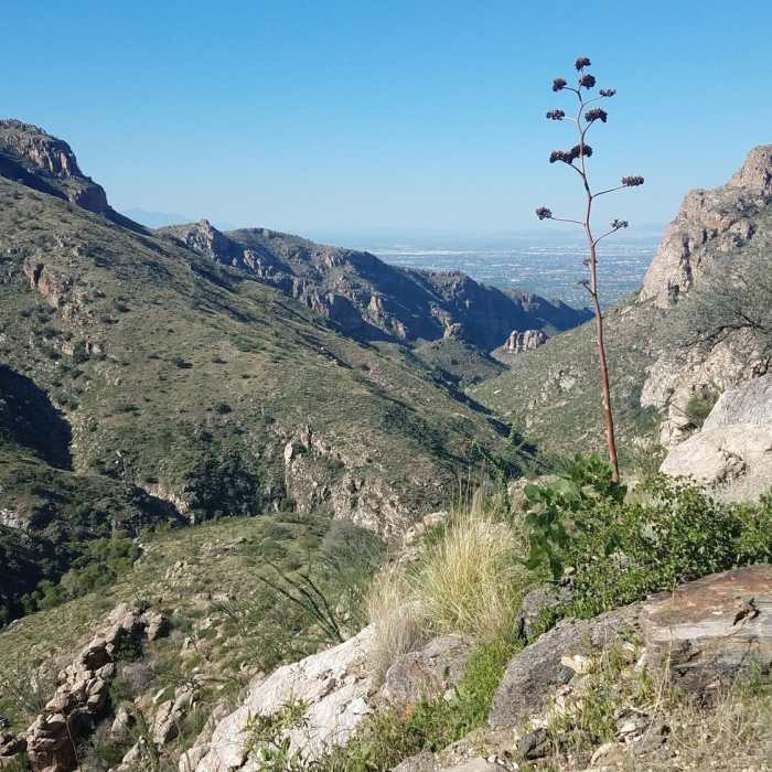 Near Bear Canyon Loop
