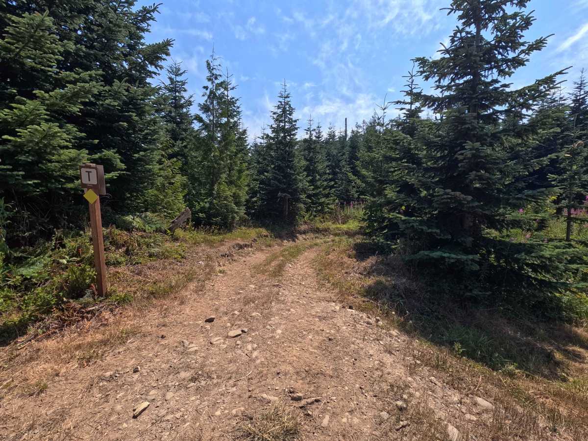 Sinker Swamp trail photo