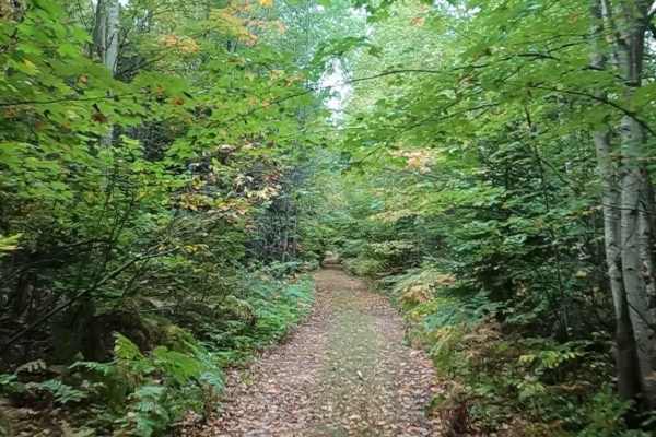 Little Dollar - Timber Trail