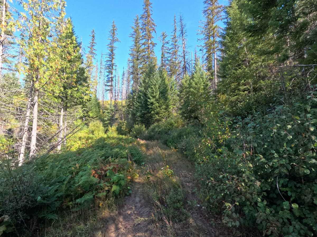Klahowya Creek F - FS 1075F photo 6