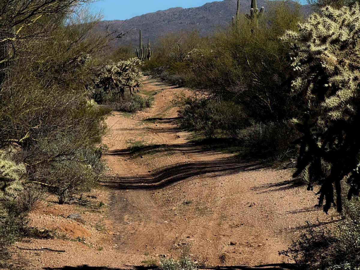 Cholla Way  trail photo