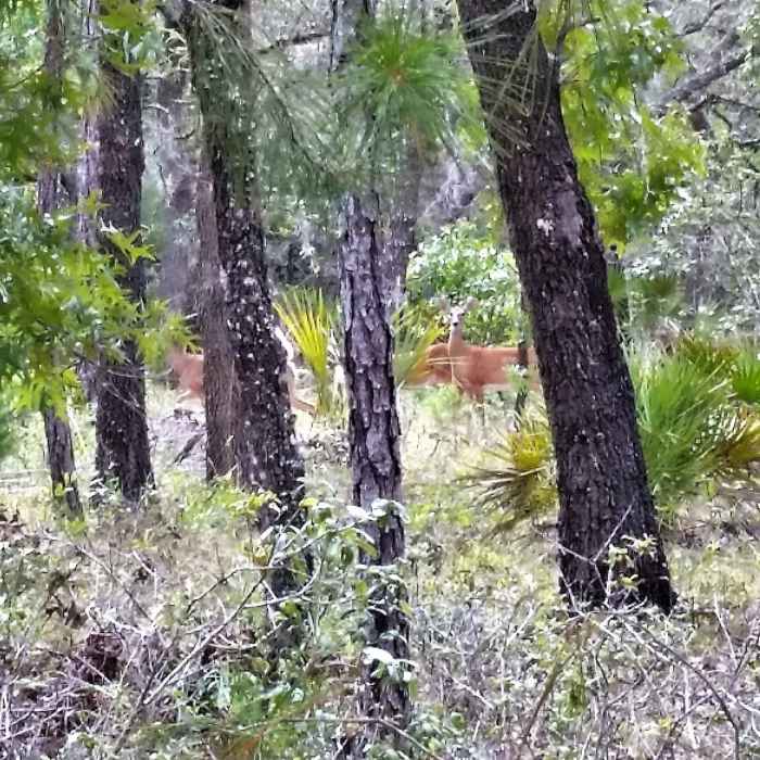 Does grazing off the right of the Yellow Loop. Near Econlockhatchee Sandhills Conservation Area