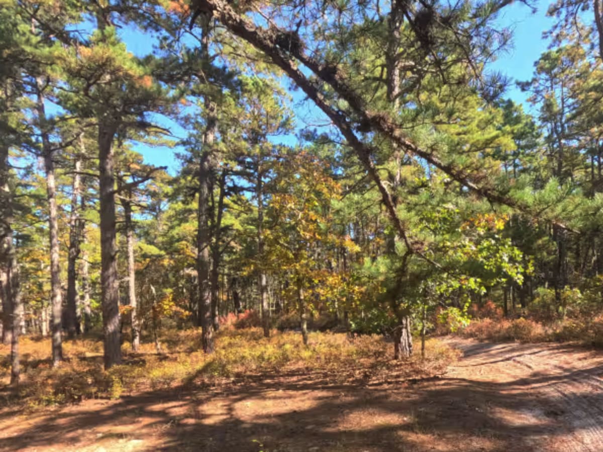 Swamp Road photo 2