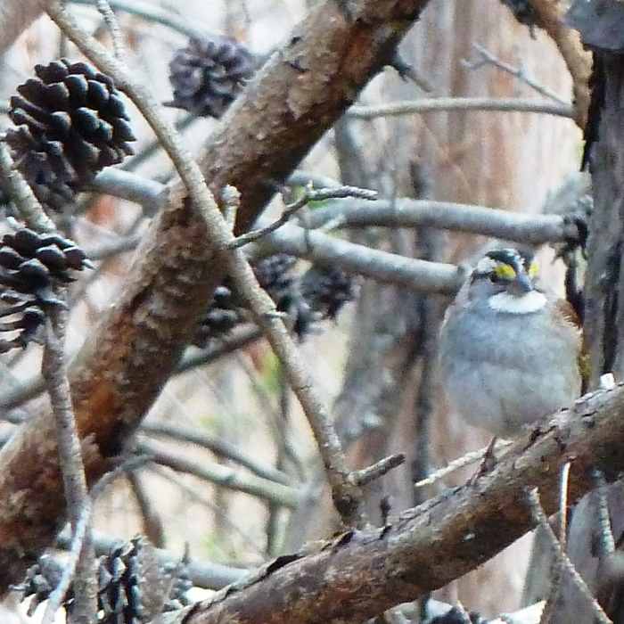 Near Al Buehler and Sally Meyerhoff Trails
