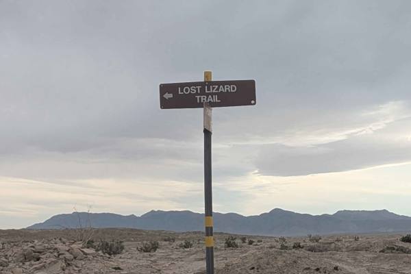 Lost Lizards