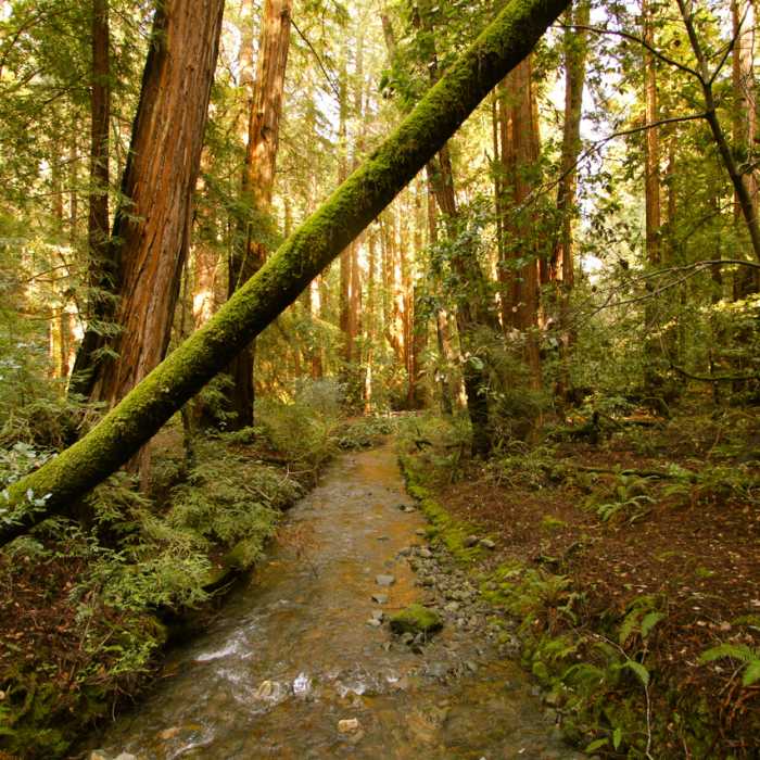 Near Rabbit Chase 30K