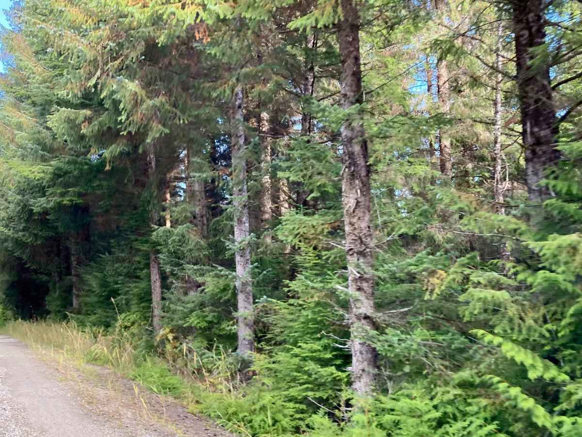 Gutchi Creek Road - FS 2058000 photo 4