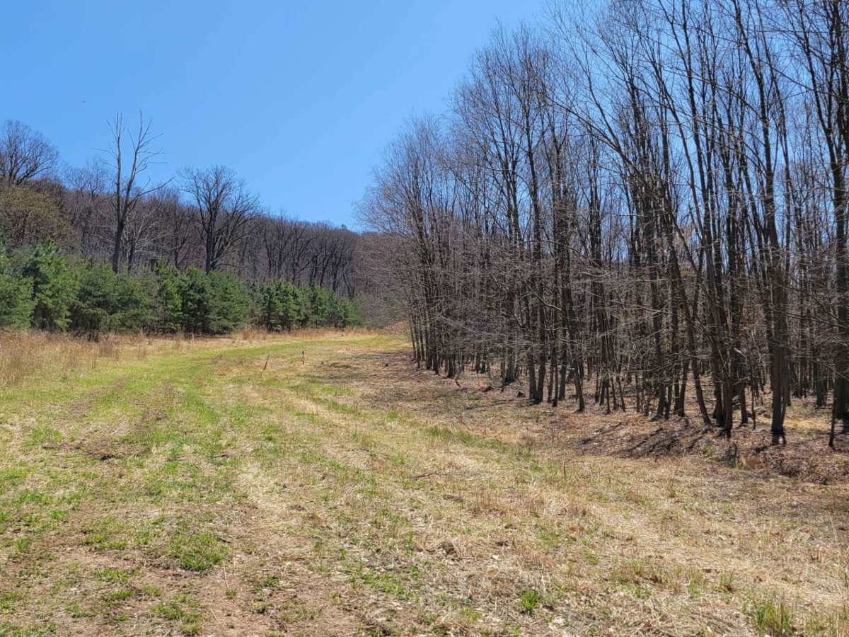 West Longfellow Trail photo 6
