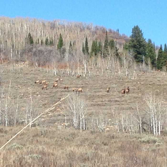 Near White Pine Canyon Trail