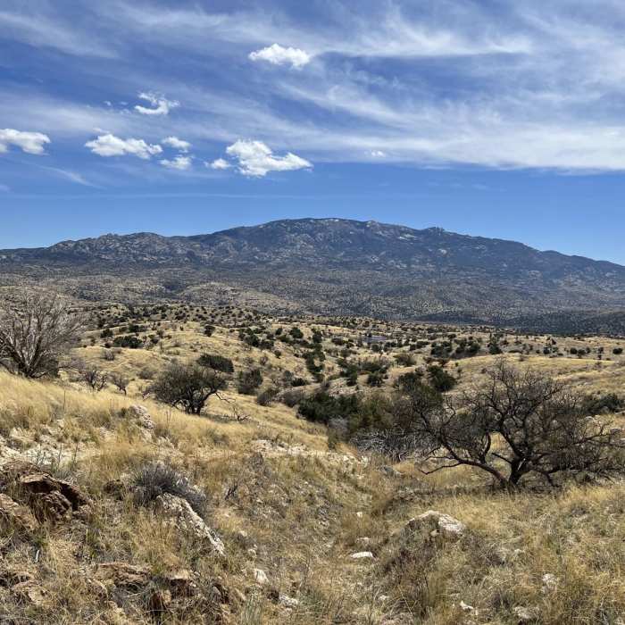 Near Bellota Trail #15