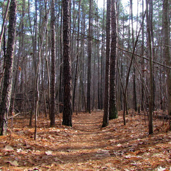 Near Chestnut Oak Trail
