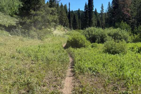 Canyon Creek North Fork - FS 227